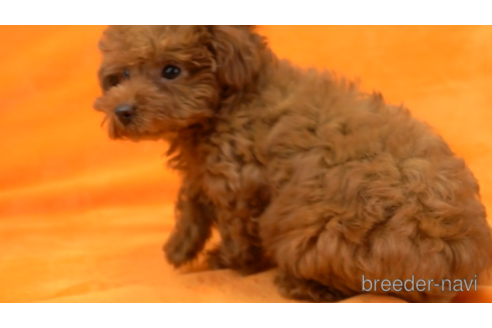 成約済の東京都のタイニープードル-154163の5枚目